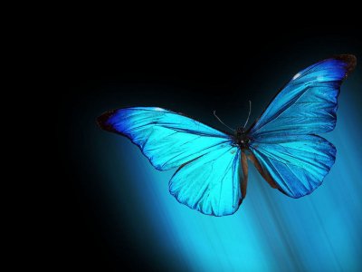 Vista-Morpho-Blue-Butterfly-Resolution